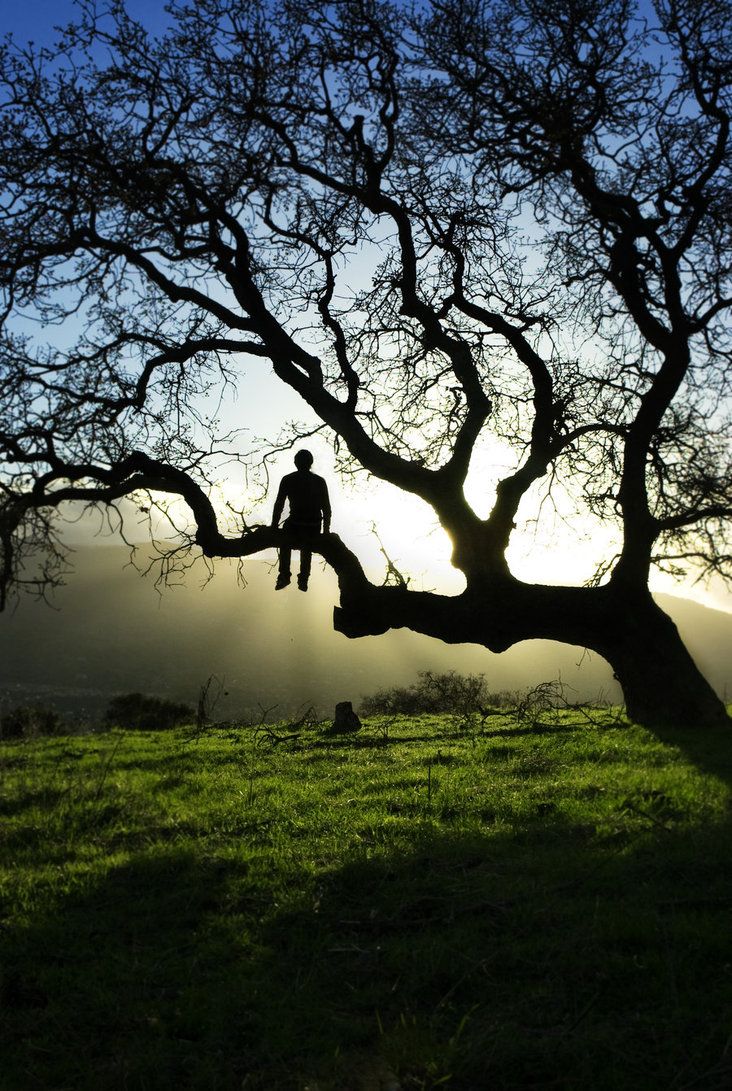 Arboricolă
