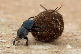 Sunt doar un scarabeu