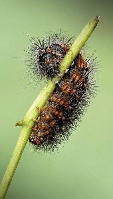 Metamorfoză