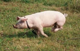 Fabulă porcească