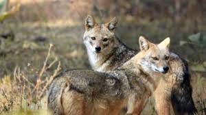 Coyotul, șacalul și lupoaica